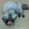 Lady Poppy with her catnip toy heart!!